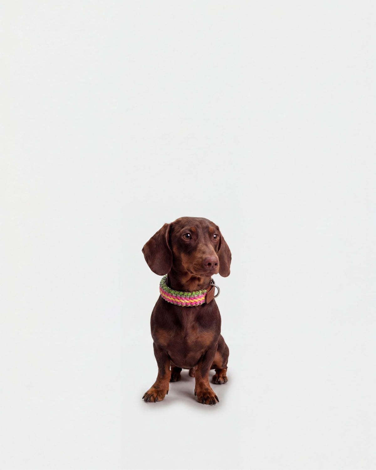Collare Cane S Acid DOGCOLLARAC S Rodeo Family 