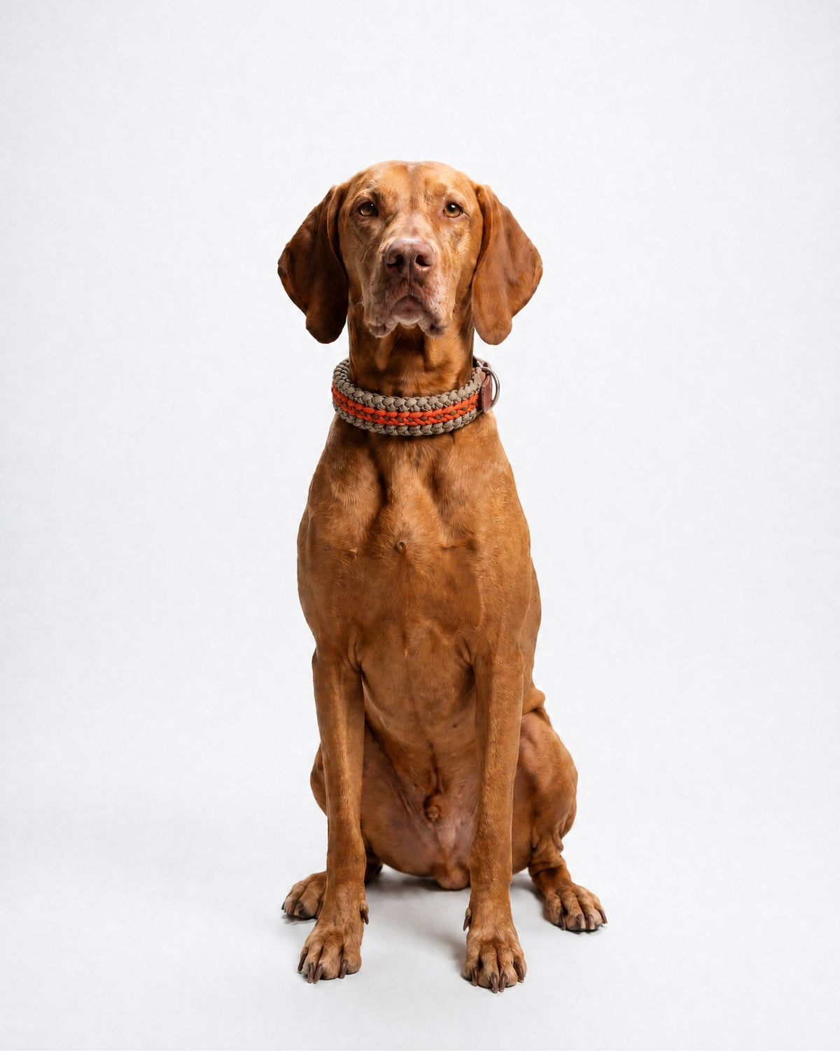 Collare Cane M/L Dakar DOGCOLLARDA M/L Rodeo Family 