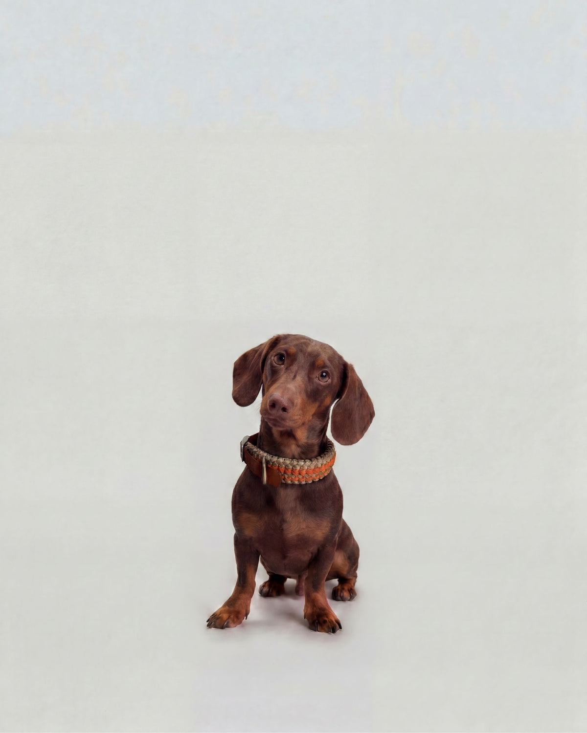 Collare Cane S Dakar DOGCOLLARDA S Rodeo Family 