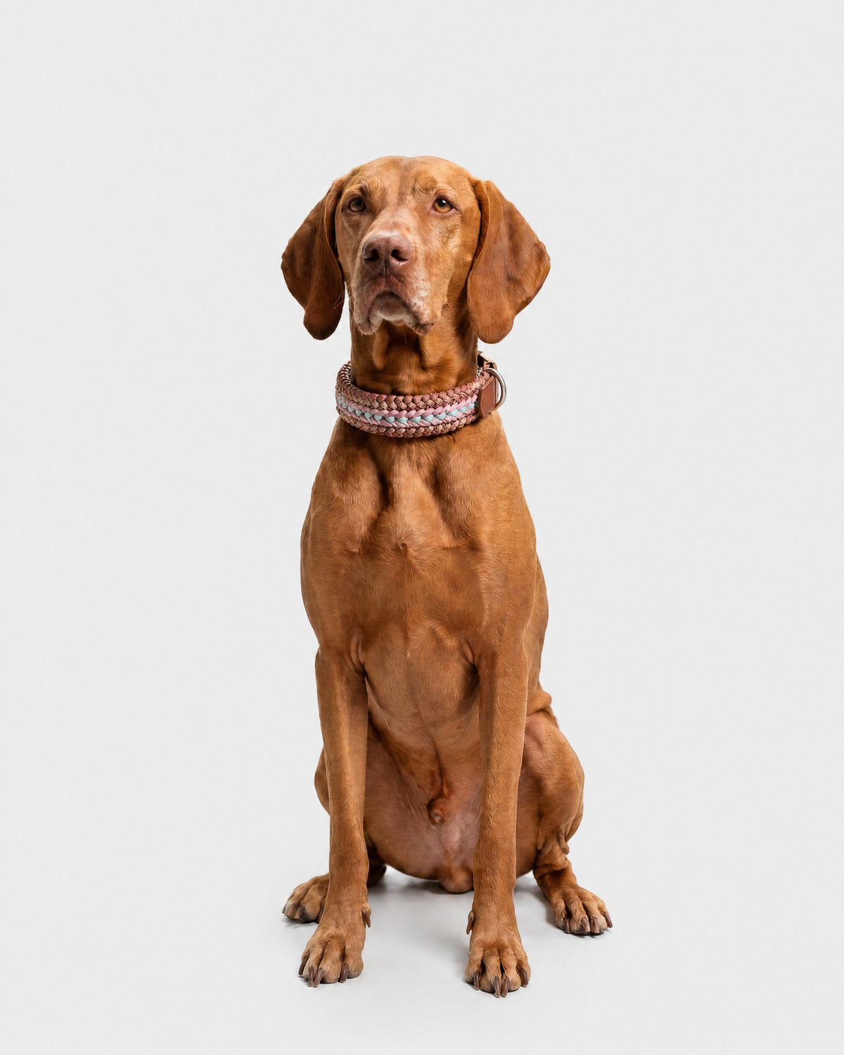 Collare Cane M/L GUM DOGCOLLARGUM M/L Rodeo Family 
