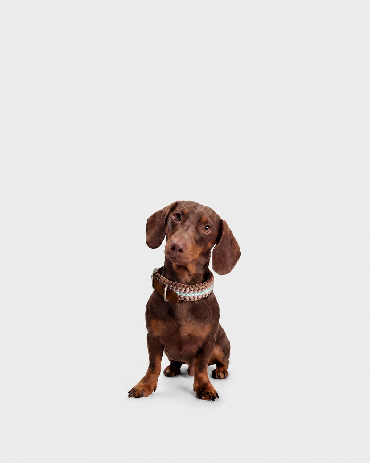 Collare Cane S Gum DOGCOLLARGUM S Rodeo Family 