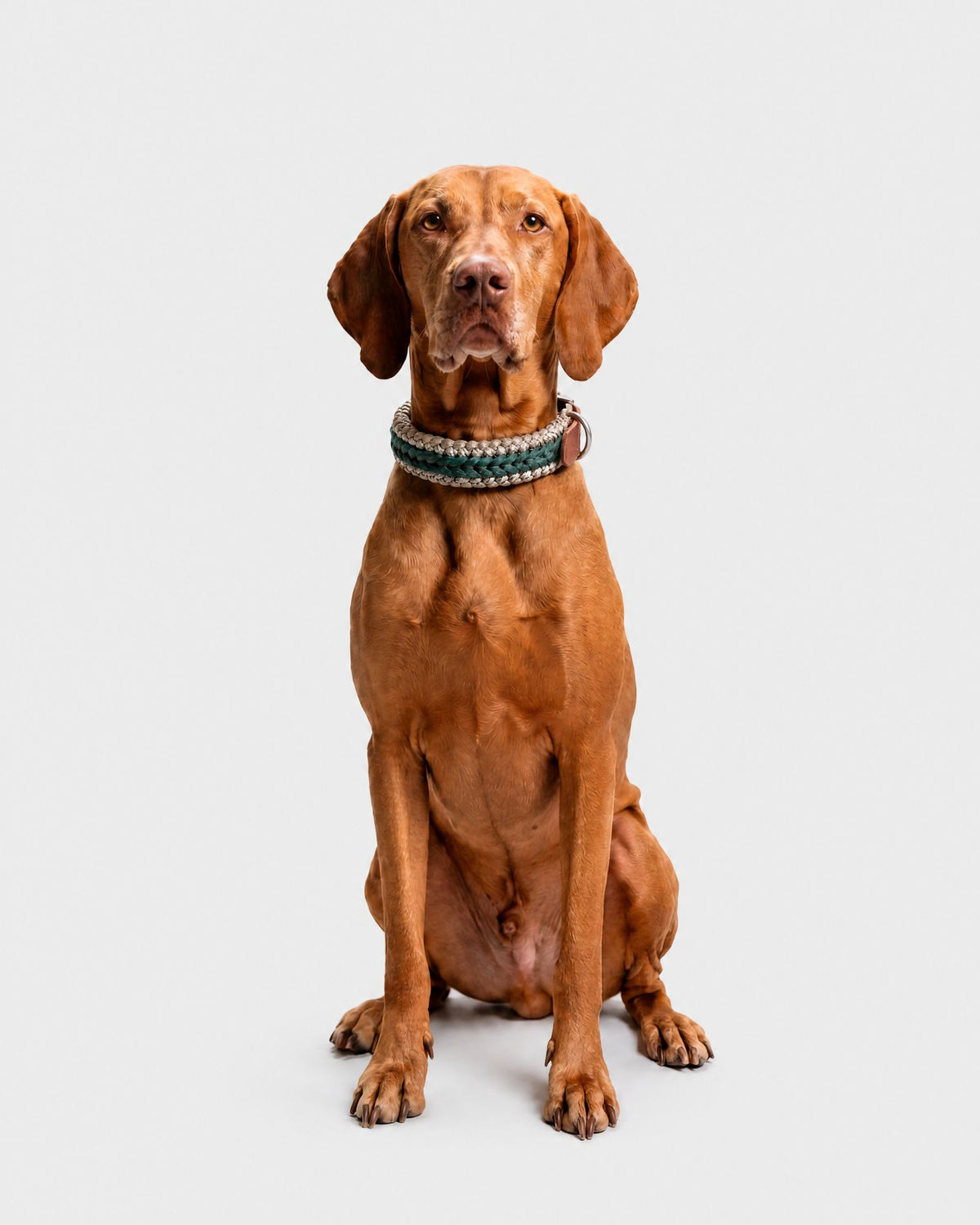 Collare Cane M/L Hunt DOGCOLLARHU M/L Rodeo Family 