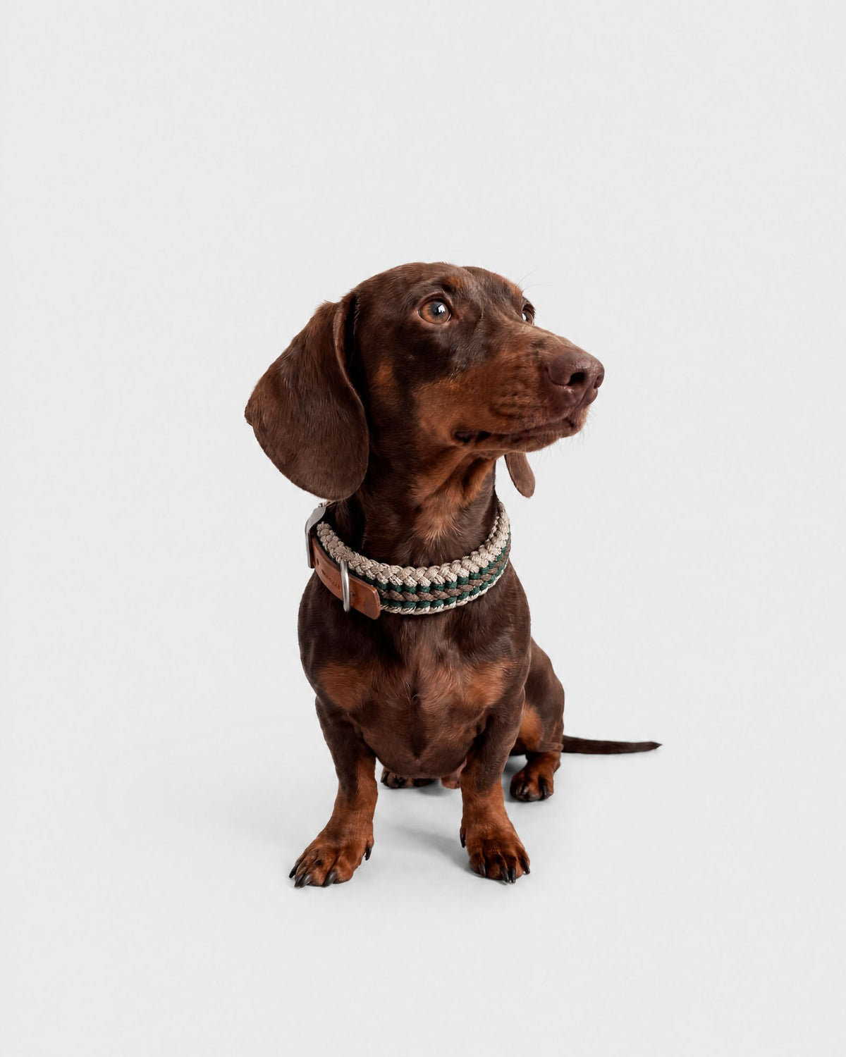 Collare Cane S Hunt DOGCOLLARHU S Rodeo Family 