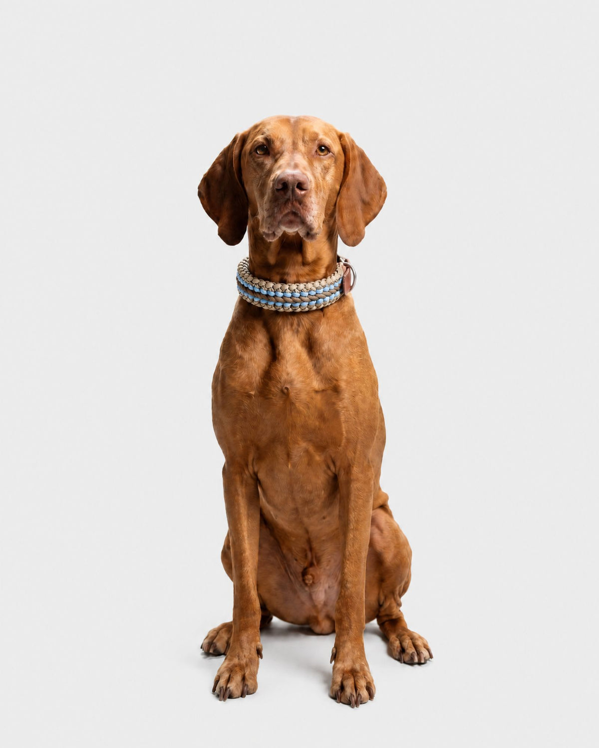 Collare Cane M/L Mocha DOGCOLLARMO M/L Rodeo Family 