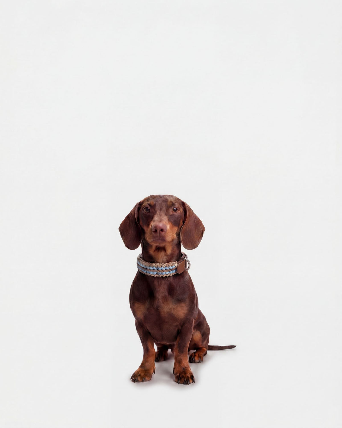 Collare Cane S Mocha DOGCOLLARMO S Rodeo Family 