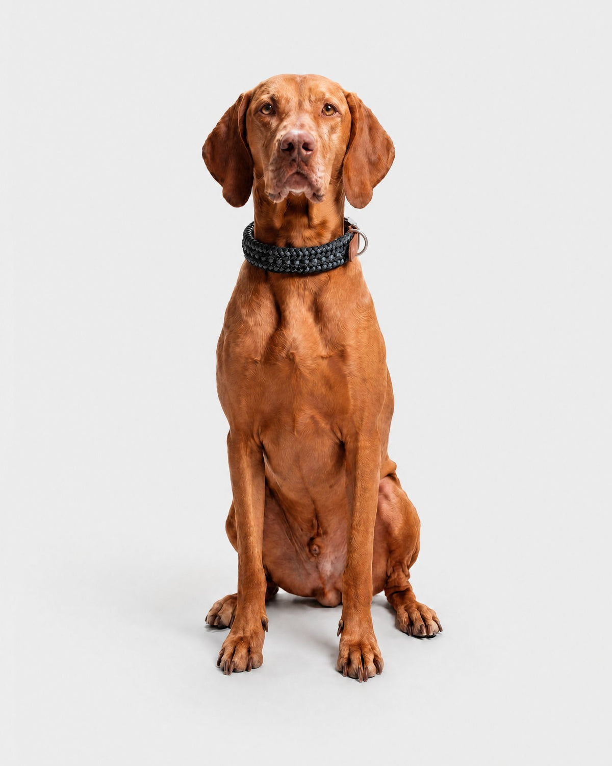 Collare Cane M/L Notte DOGCOLLARNO M/L Rodeo Family 