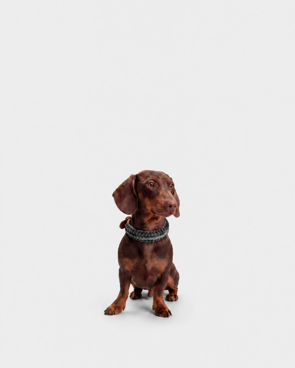 Collare Cane S Notte DOGCOLLARNO S Rodeo Family 