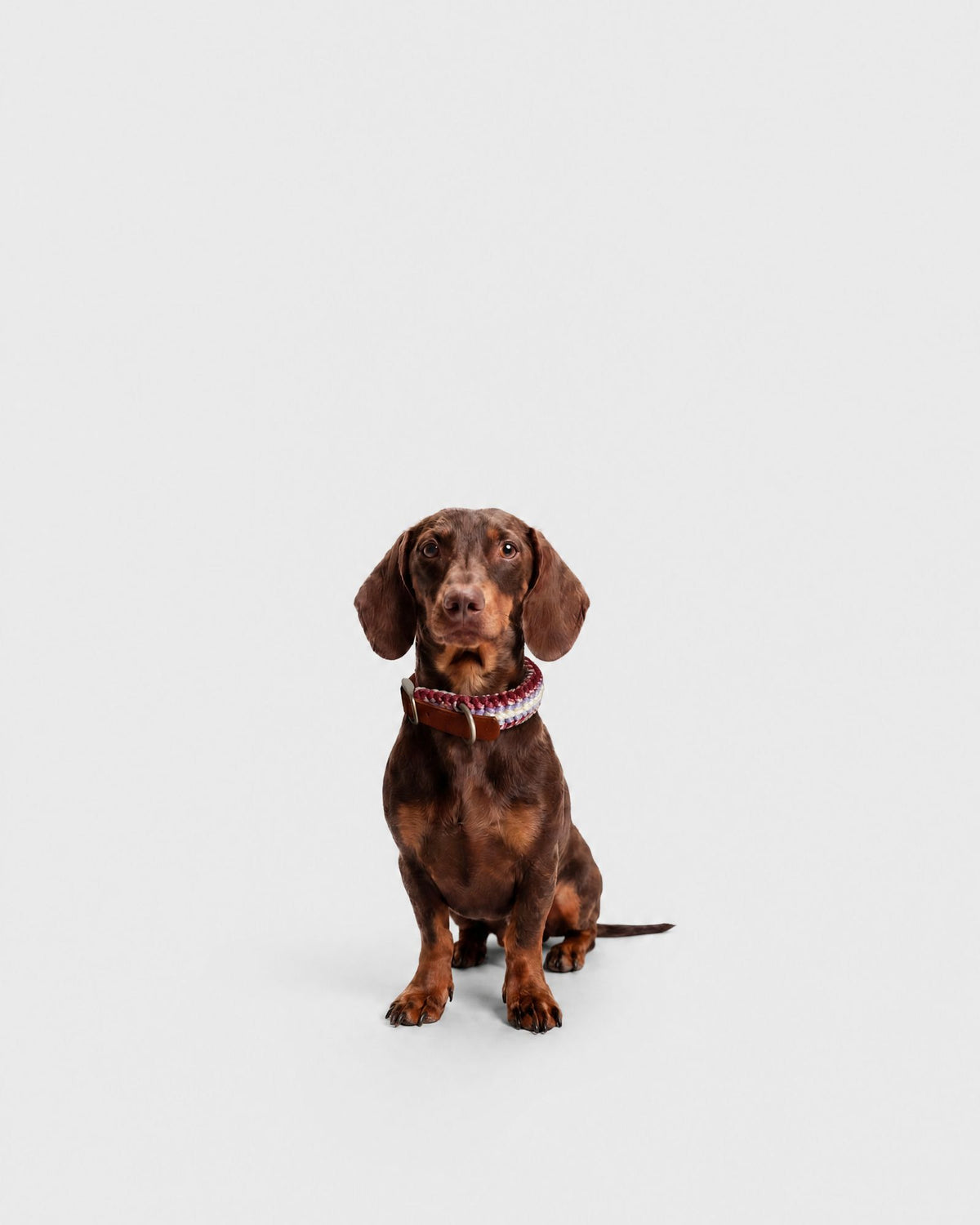 Collare Cane S Stockholm DOGCOLLARST S Rodeo Family 