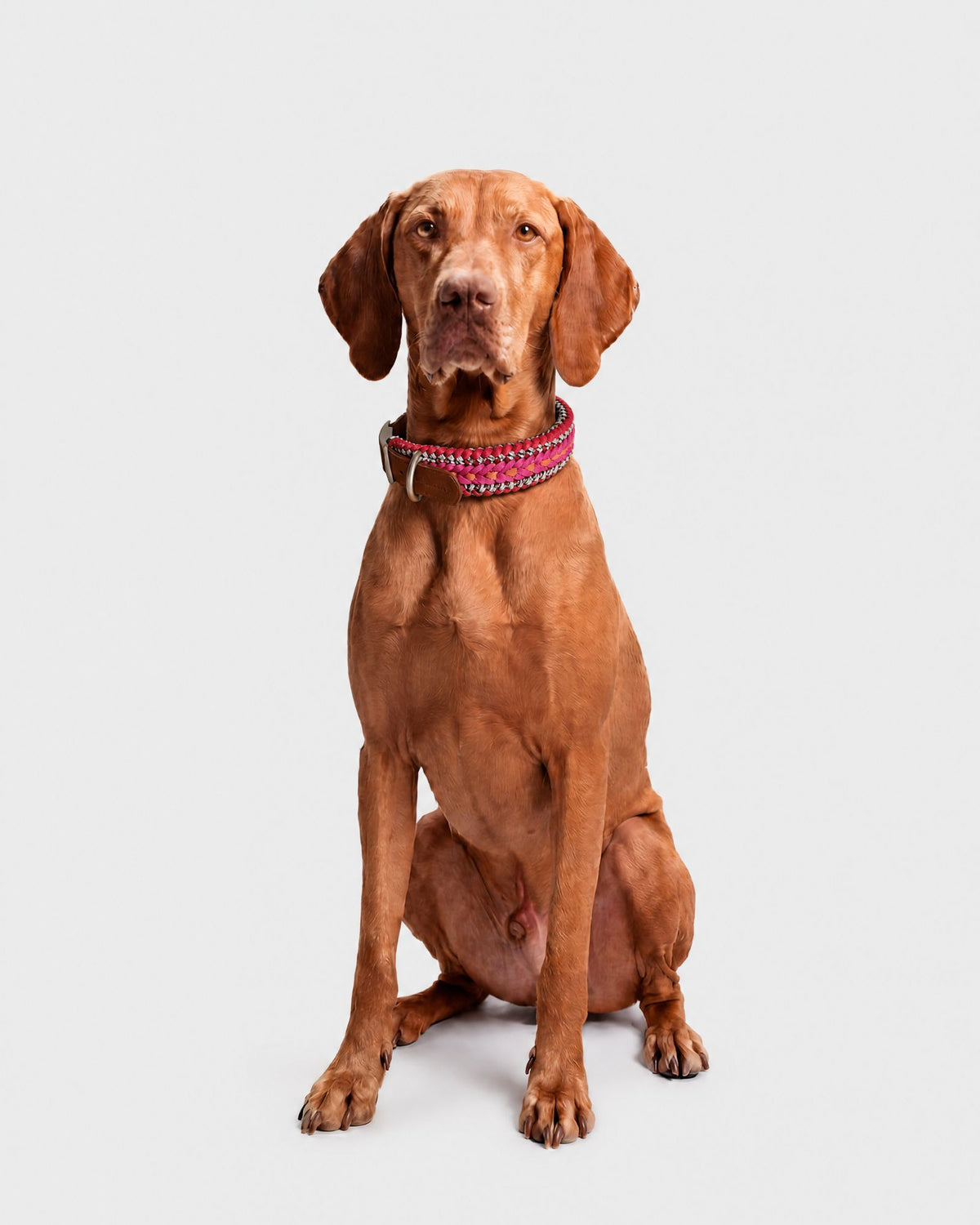 Collare Cane M/L Sunset DOGCOLLARSU M/L Rodeo Family 