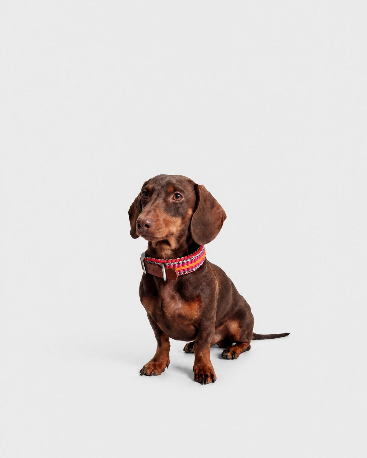 Collare Cane S Sunset DOGCOLLARSU S Rodeo Family 