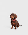 Collare Cane S Sunset DOGCOLLARSU S Rodeo Family 